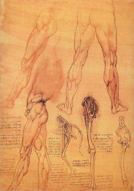 LEONARDO da Vinci Muscles and bone of leg and Hufte France oil painting art